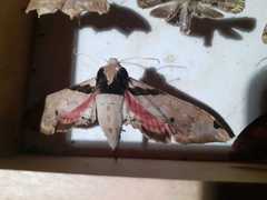 Adhemarius eurysthenes