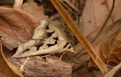 Tephriopis divulsa
