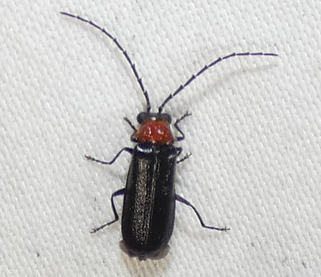 Solider beetle