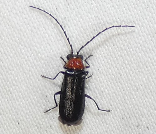 Solider beetle