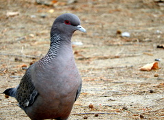 Patagioenas picazuro