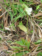 Spiranthes brevilabris