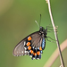 Yucatán Pipevine Swallowtail - Photo (c) Luis Guillermo, some rights reserved (CC BY-NC), uploaded by Luis Guillermo