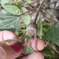 Procecidochares alani