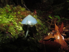 Entoloma virescens