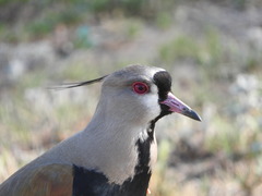 Vanellus chilensis