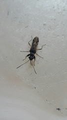 Pseudopachybrachius guttus