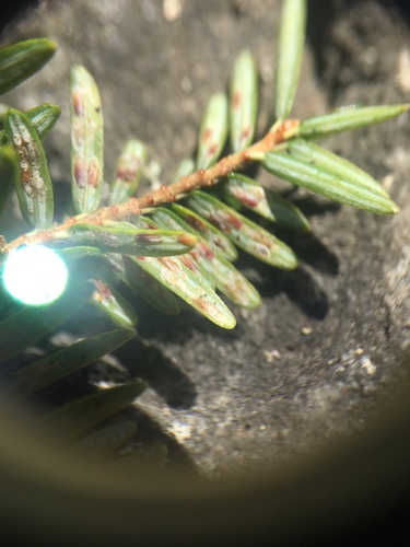 Elongate hemlock scale photo 5