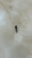 Pseudopachybrachius guttus