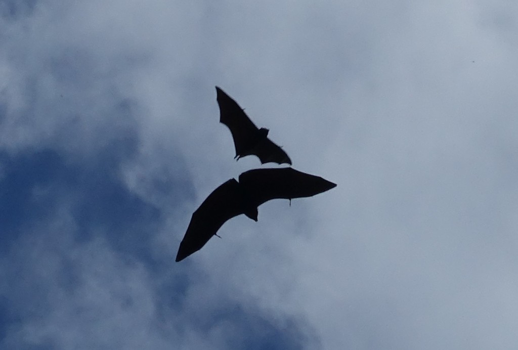 Livingstone's Flying Fox
