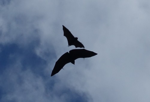 Livingstone's Flying Fox