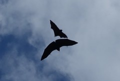 Pteropus livingstonii