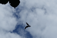 Pteropus livingstonii