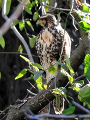 Parabuteo unicinctus