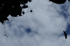 Pteropus livingstonii