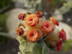 Hermannia trifoliata