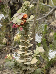 Hermannia trifoliata