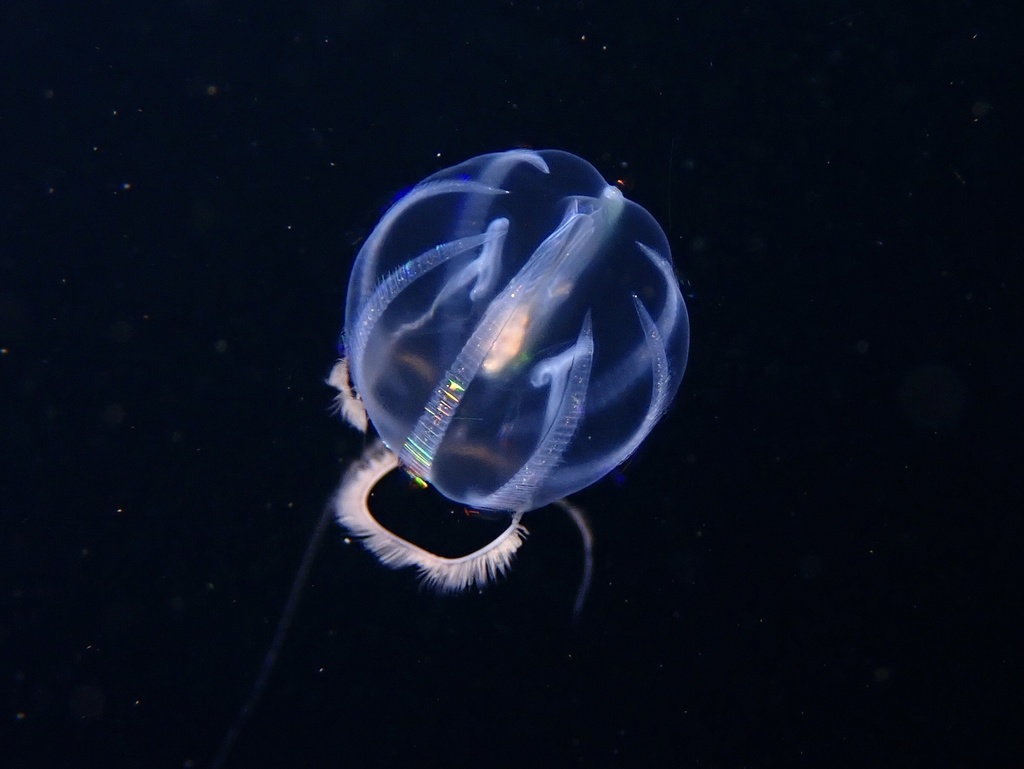 Tentaculate Comb Jellies