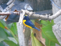 Euphonia concinna
