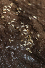 Pseudosinella rolfsi