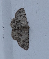 Geometridae