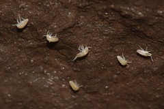 Pseudosinella rolfsi