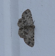 Geometridae
