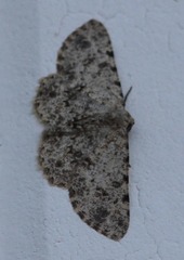 Geometridae