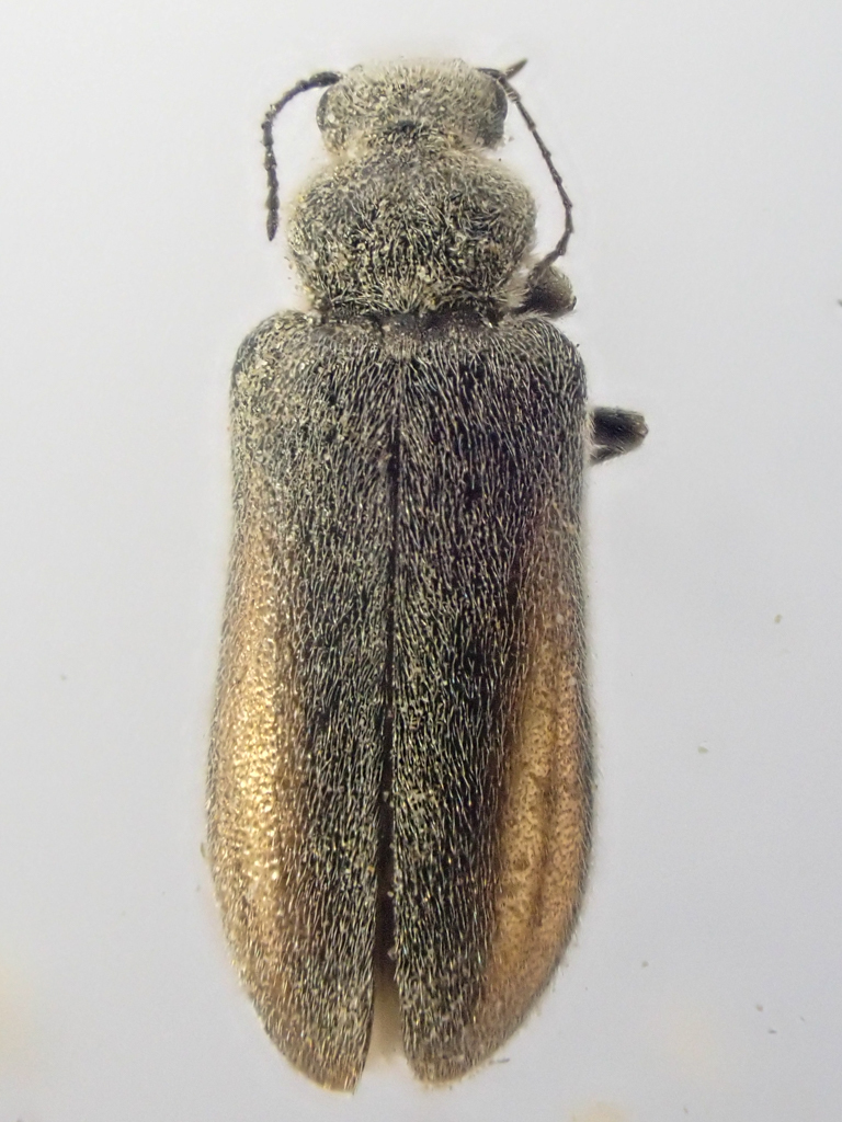 Rastrogenius ambrosiaphilus