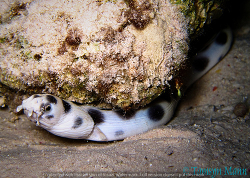 Tiger Snake Eel