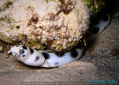 Myrichthys maculosus