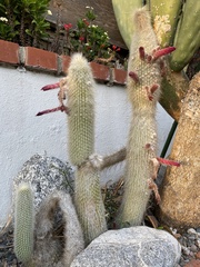 Cleistocactus strausii