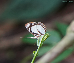 Dynamine athemon athemaena