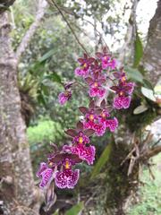 Caucaea sanguinolenta