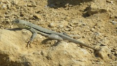 Microlophus peruvianus