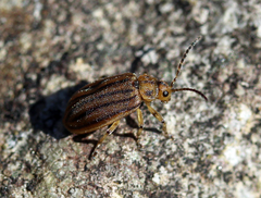 Ophraella conferta