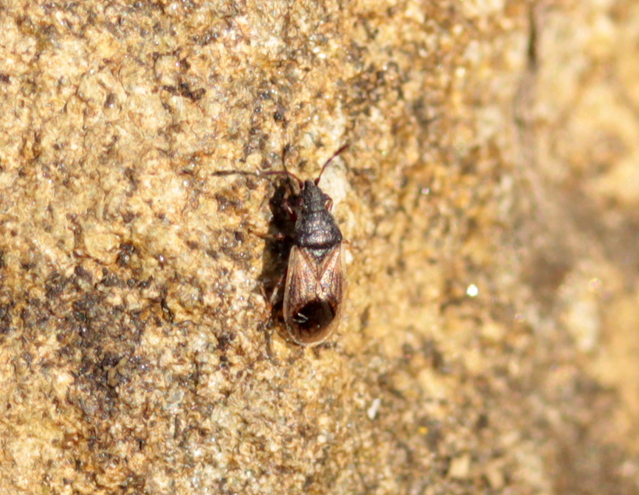 Crophius disconotus