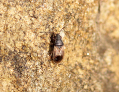 Crophius disconotus