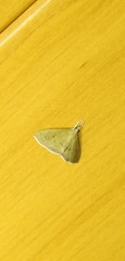 Hyalobathra crenulata