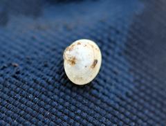 Sphaerium occidentale