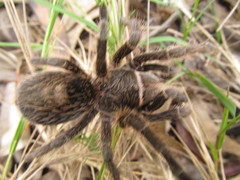 Grammostola burzaquensis