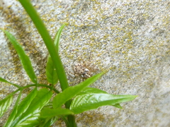 Menemerus semilimbatus