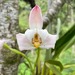 Tiger Orchids - Photo (c) Andres BK, some rights reserved (CC BY-NC), uploaded by Andres BK