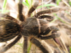 Grammostola burzaquensis
