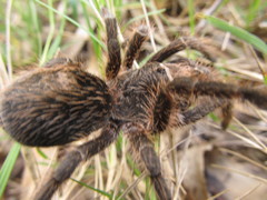Grammostola burzaquensis