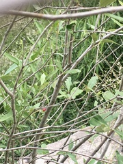 Eugenia uruguayensis