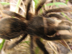Grammostola burzaquensis