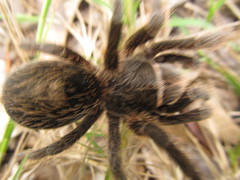 Grammostola burzaquensis
