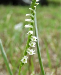 Spiranthes brevilabris