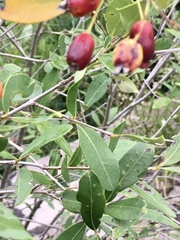 Eugenia uruguayensis